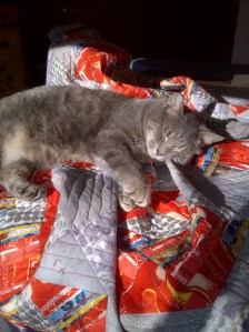 Yuri Urbana-20121108-00482