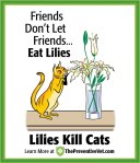 lilies-cat