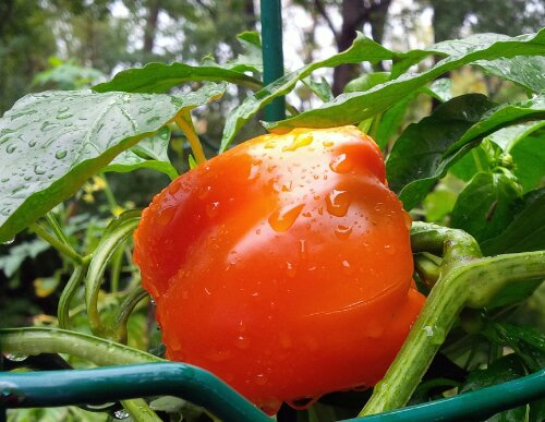 IMG_00000104_1.jpg image