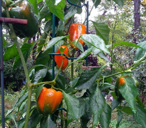 IMG_00000105_1.jpg image