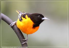 Oriole2