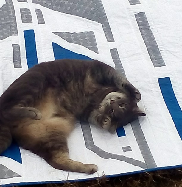 IMG_20151213_114228.jpg image